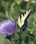 Tiger Swallowtail on Thistle 2815